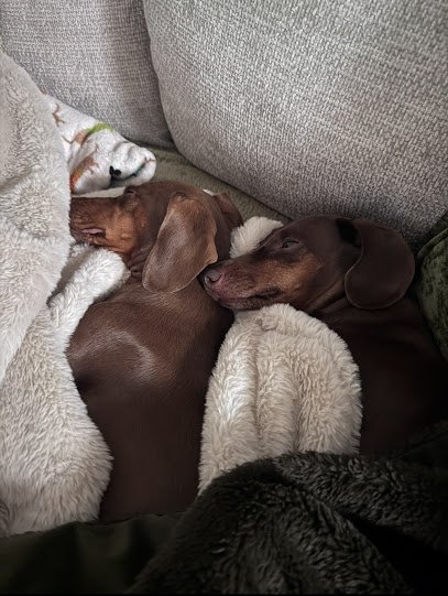 Stay Furever